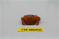 藏品(絨毛近方蟹)的圖片